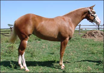 LADY IVORY SPLASH MB
