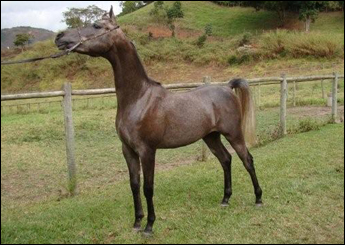 GUILLAN RAR