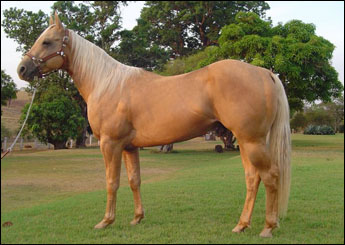 TWISTER DOCKIE LEO