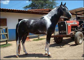 CACIQUE DA TORMENTA