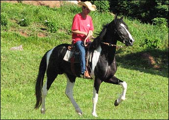GÓTICO DO RANCHO FARIA