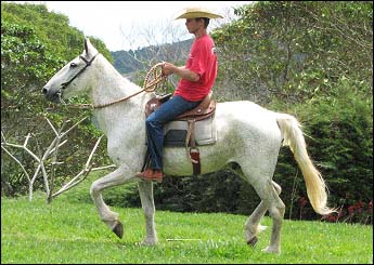 ABACATE
