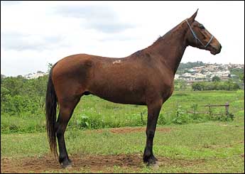 MOCAMBO QUILATE