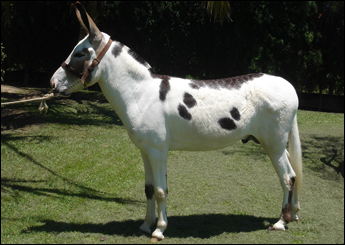 SHUREQUE