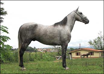 AMADO HALALI