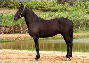 MOCAMBO QUARUPE