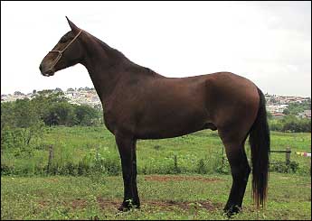AMADO JADE