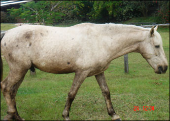 COMANCHE