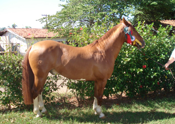 CAMPERO DA MORRO BRANCO