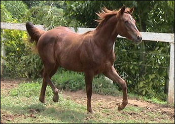 HAKKA SHADY LEE MR38
