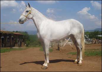 COQUETEL RA