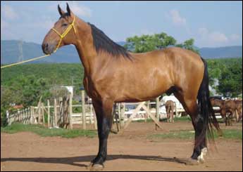 COLOSSO RA