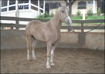 YÓCHI