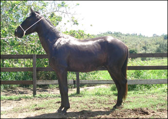ÉBANO DO HNA