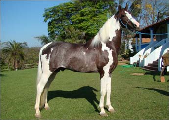 SULTÃO DA JANGA