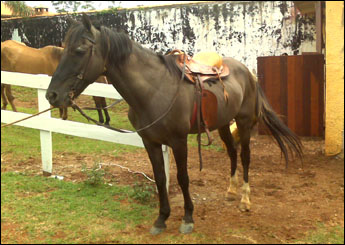 NEGO