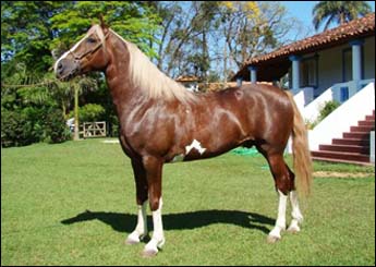 MOLAMBO DO ODA