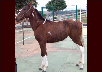 GIOVANI DO PARAÍSO