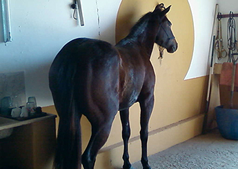 CALIFORNIA JAY LALD
