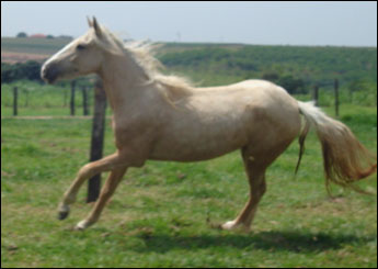 CIRANDA DA JOMAR