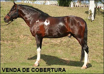 SEBASTIÃO DO BERMA