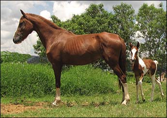 RIQUESA DA ESMERALDA