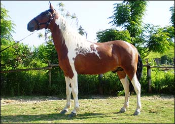 CENTAURO VEGAS