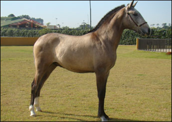 DAMASCO SHANGGRILLA