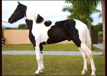 ESPLENDOR 3M