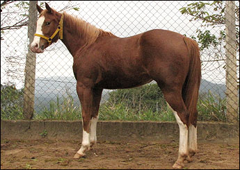 SERENA IMPRINT