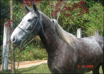 ORION DO RASF