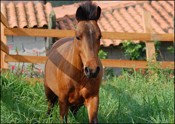 CHOKITO
