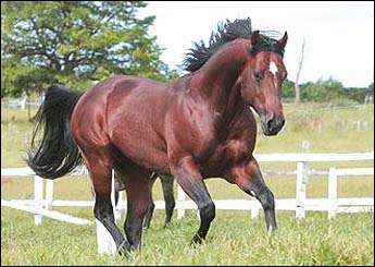 FUTURITY TROUBLE ZD (COBERTURA)