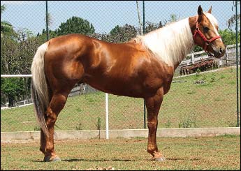 SHADY EASE ( COBERTURA )