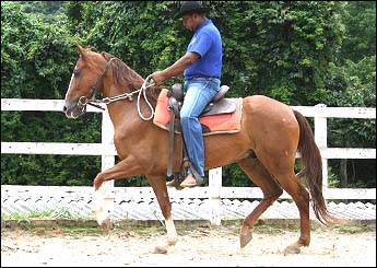 BRASÃO DA CONQUISTA