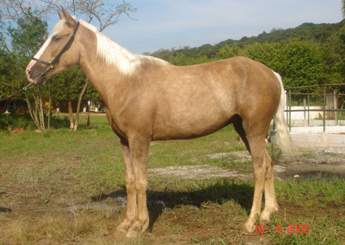QUERUBIM DO RASF