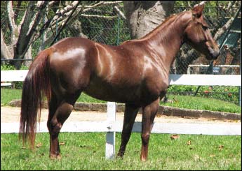 LJ LEO TROUBLE BULL