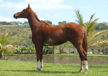 CEFAS ALVORADA DO ARPAC