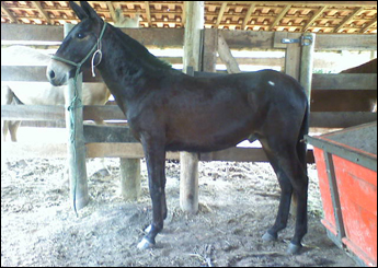 GAUCHO