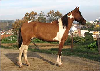 INDIANA DO LUTY