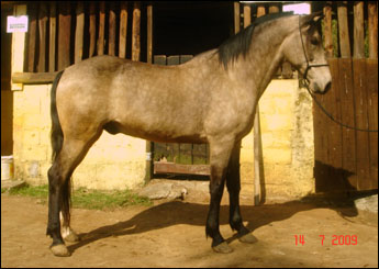 ÚNICO DO RASF