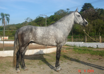 GRANFINO DO RASF