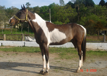 PAJÉ DO RASF