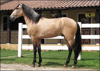 CORLEONE DO PASSARGADA