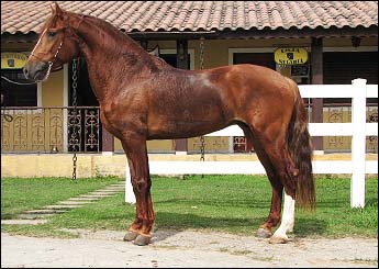 ALAMO DA PRATA