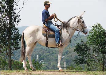LONDRINA