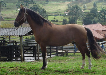 FARRAPO DA MANTIQUEIRA