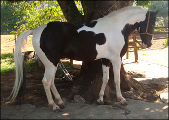 SERENO RJR