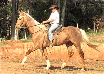 OURO DA JANGA
