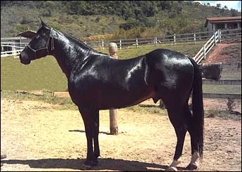 LION ZORRERO FJ